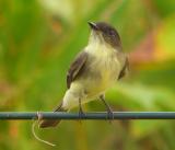 eastern phoebe 4.jpg