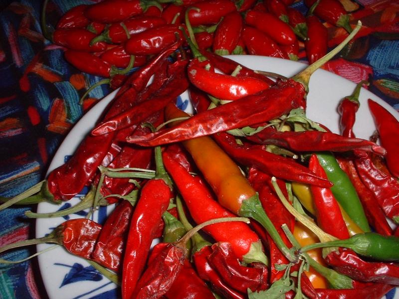 chiles from the garden