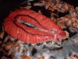 shad roe cooking