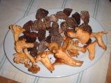 morels and chanterelles from market
