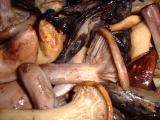 wild mushrooms sauteeing closeup