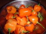 garden habaneros