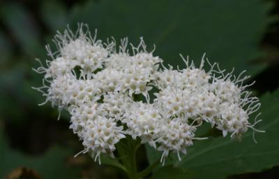 Boneset