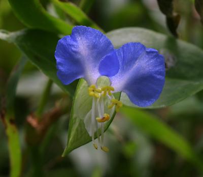 Dayflower