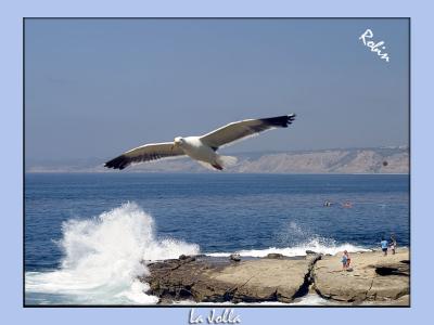  The Sea Gull
