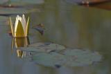 CRW_0103pf.jpg
