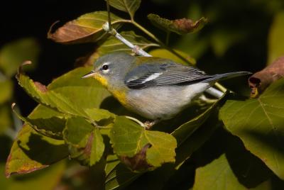 Northern Parula