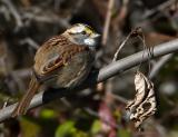 White-throated Sparrow