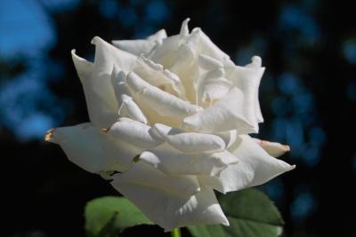 VA: last rose of summer 2004 (Sigma SD10) IMG00254.jpg