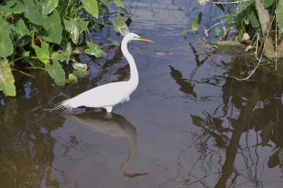IMG01154.tif Unconcerned egret (50mm EX) see notes
