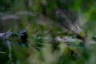 Log of Turtles