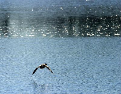 Bird In Flight