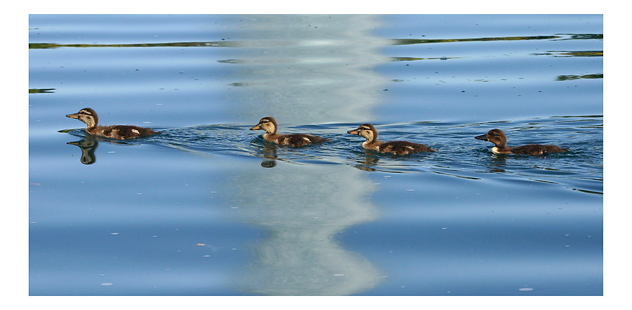 Baby Ducks