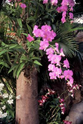Orchids Wat Pho Bangkok