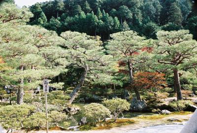 Japanese garden view
