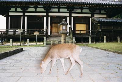 A spooky deer