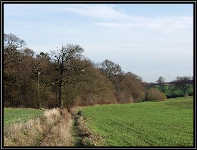 u36/seebee/medium/23668431.PB278785Trees.jpg