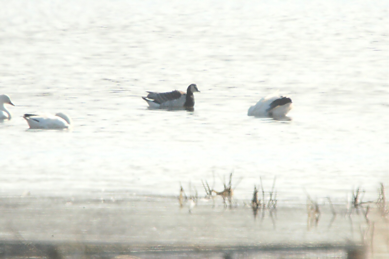 Goose_Barnacle 9225.jpg