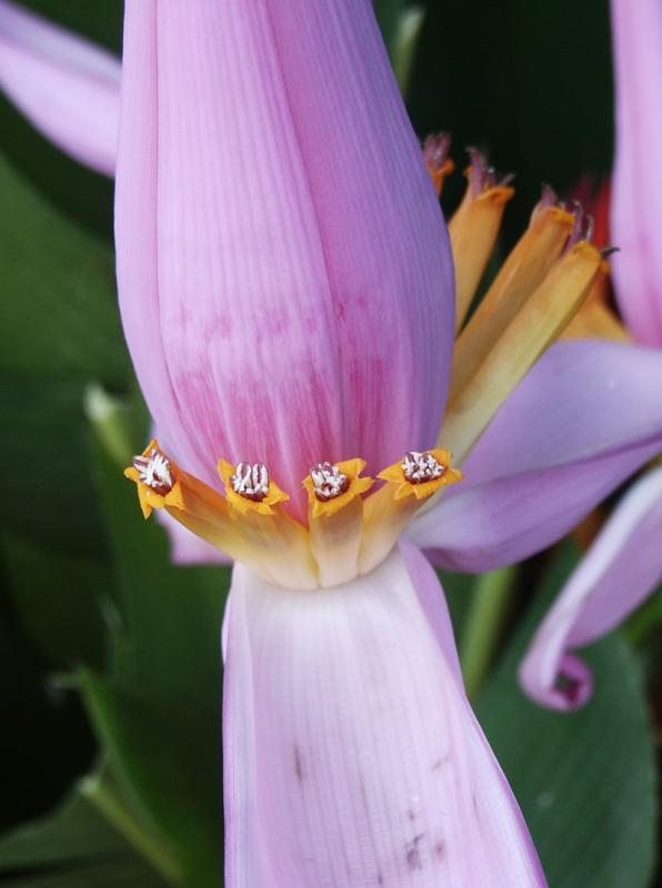 Ornamental Banana