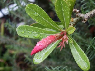 Desert Rose flower bud in rain