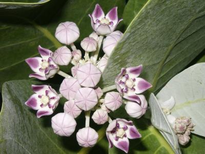 Mauve Crown flowers (Calotopis gigantea)