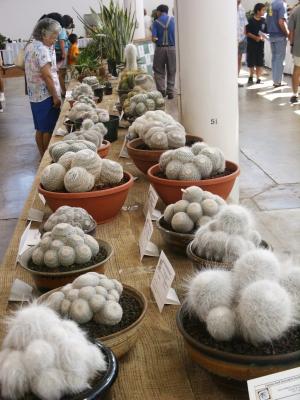 Fuzzy Cacti
