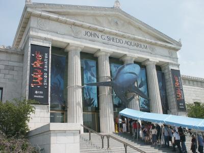 Lets go see the sharks at the Shedd Aquarium