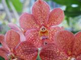 Pink Vanda