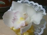 Cymbidium orchid corsage