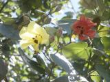 Hau tree flower