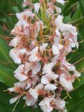 Kahili ginger (Hedychium gardnerianum)