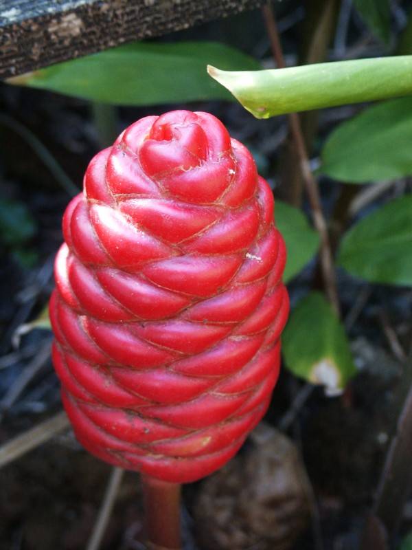 Shampoo Ginger (Zingiber  zerumbet)