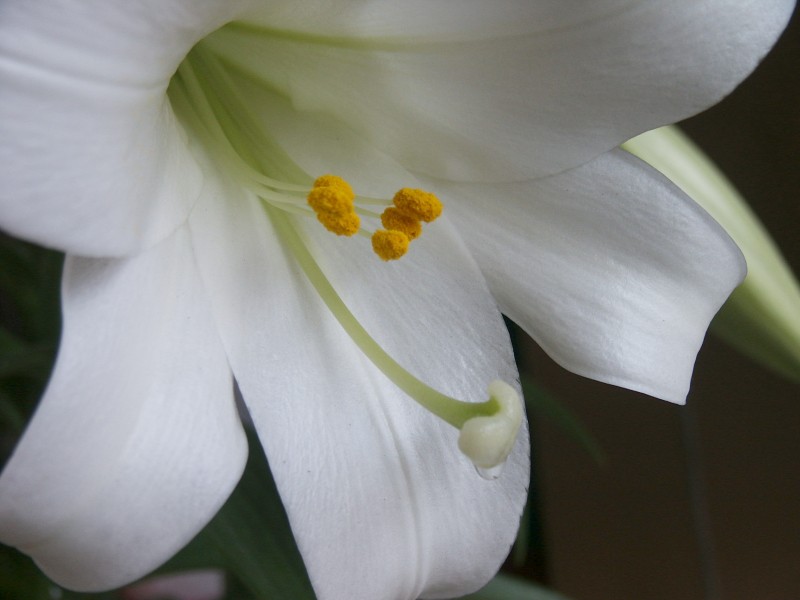 Bermuda lily