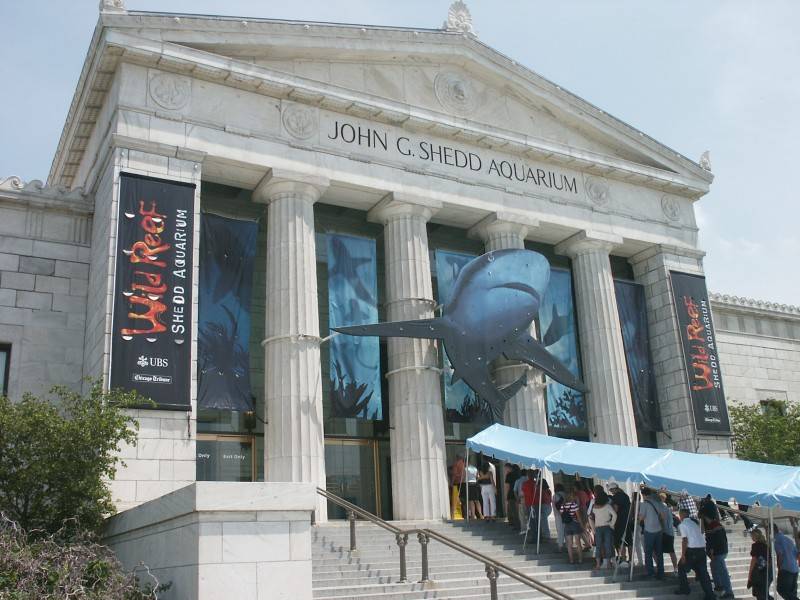 Lets go see the sharks at the Shedd Aquarium