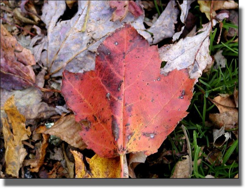 Just a leaf...