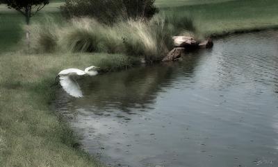 egret