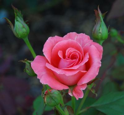 u36/shariwb/medium/32167431.roseandbudssb.jpg