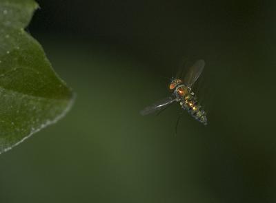 in flight