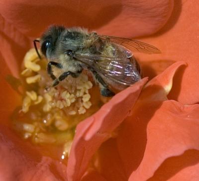 bee on coral rose