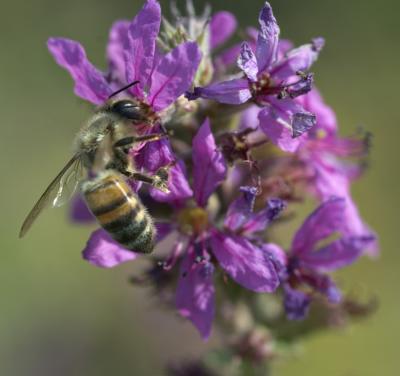 bee on purple