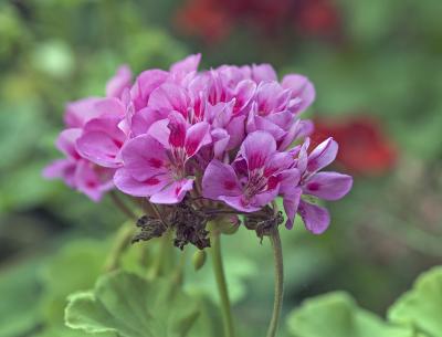 geraniums