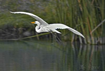 pond egret