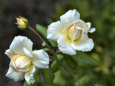 creamy peach roses