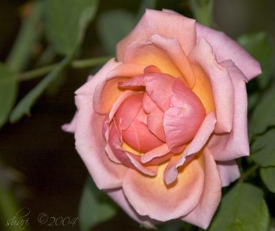 golden peach rose