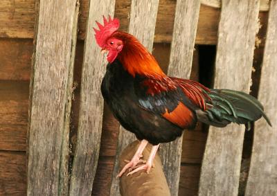 4946chicken.jpg