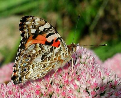 Painted-Lady-1.jpg