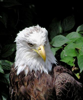 Eagle.jpg