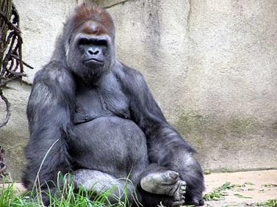 Gorilla.jpg