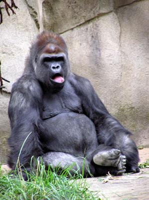 Gorilla-2.jpg