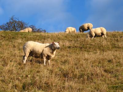 u36/shutterbug1/medium/23644799.PeakDistrictNov115.jpg